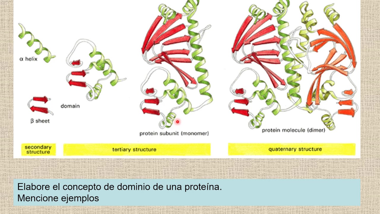 09 Prote&iacute;nas Estructuras terciaria y cuaternaria