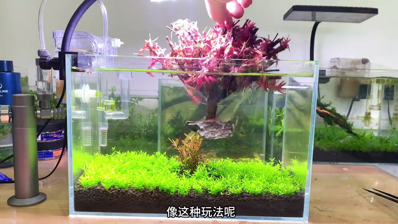 速成水草缸 開缸10天的效果   二氧化碳在水草缸真的是外掛一般的存在😏#水草造景 #魚缸造景 #造