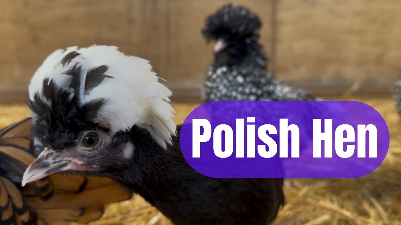 Polish Chickens: Everything You Need to Know About These Fluffy-Headed Beauties!