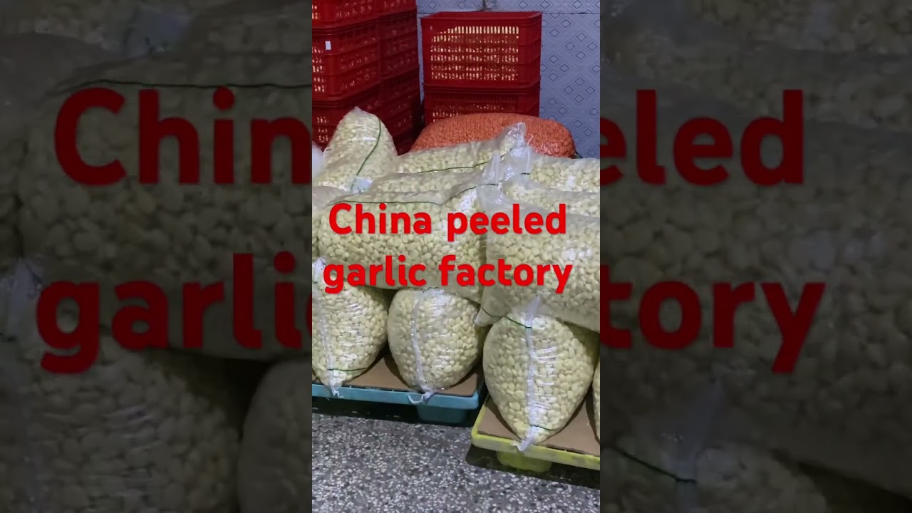 China peeled garlic factory WhatsApp +86 158 1381 6525