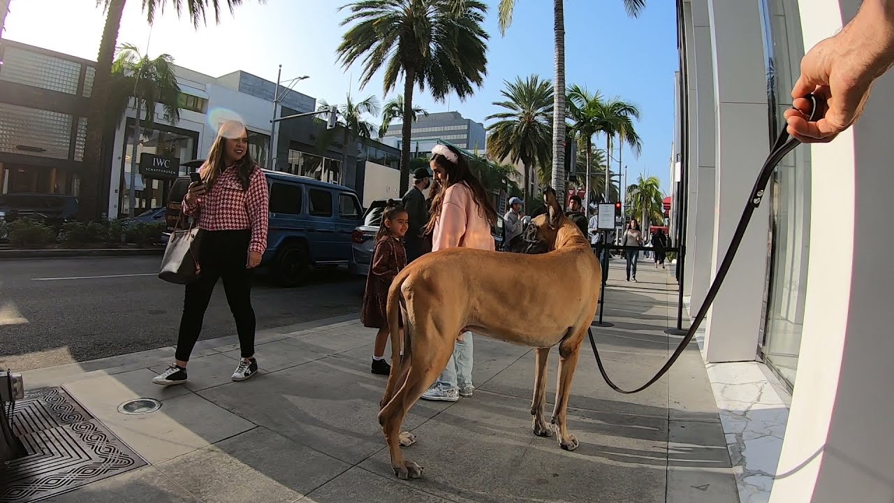 Cash 2.0 Great Dane on Rodeo Drive in Beverly Hills 9