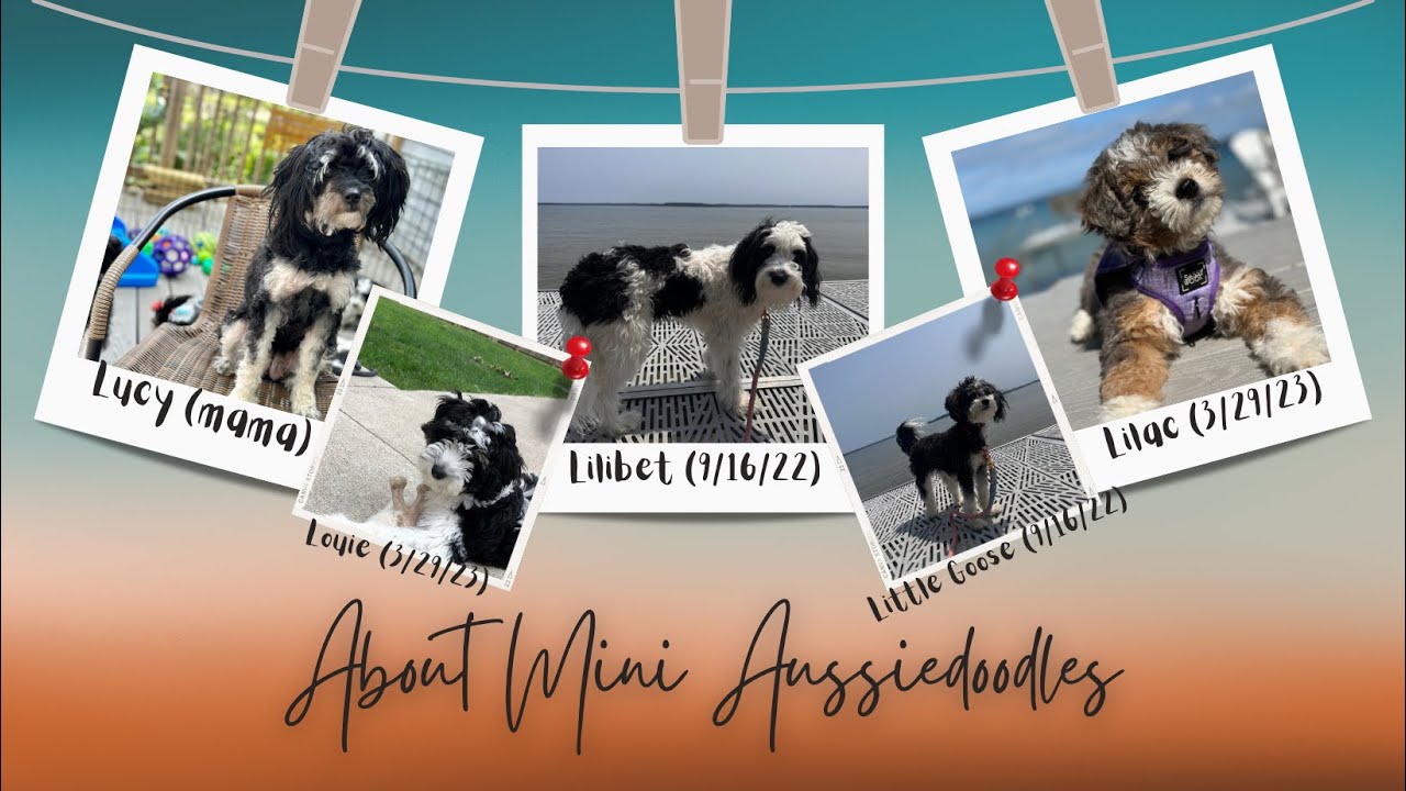 All About Mini Aussiedoodles - The Perfect Blend of Intelligence and Affection!  | I Love Doodles