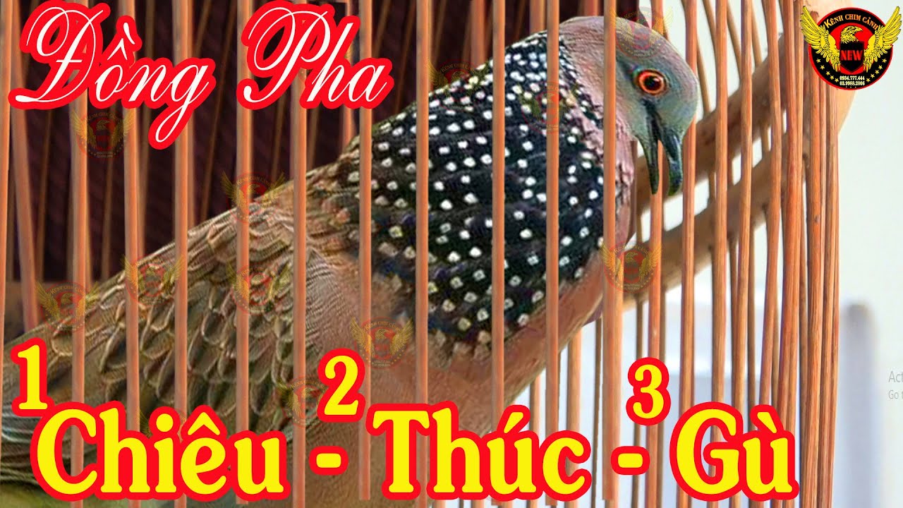 Cu gáy kích bổi nhanh nổi | cu gáy giọng thổ đồng thúc gù kích bổi gáy nhanh, chim cu gáy ninh thuận