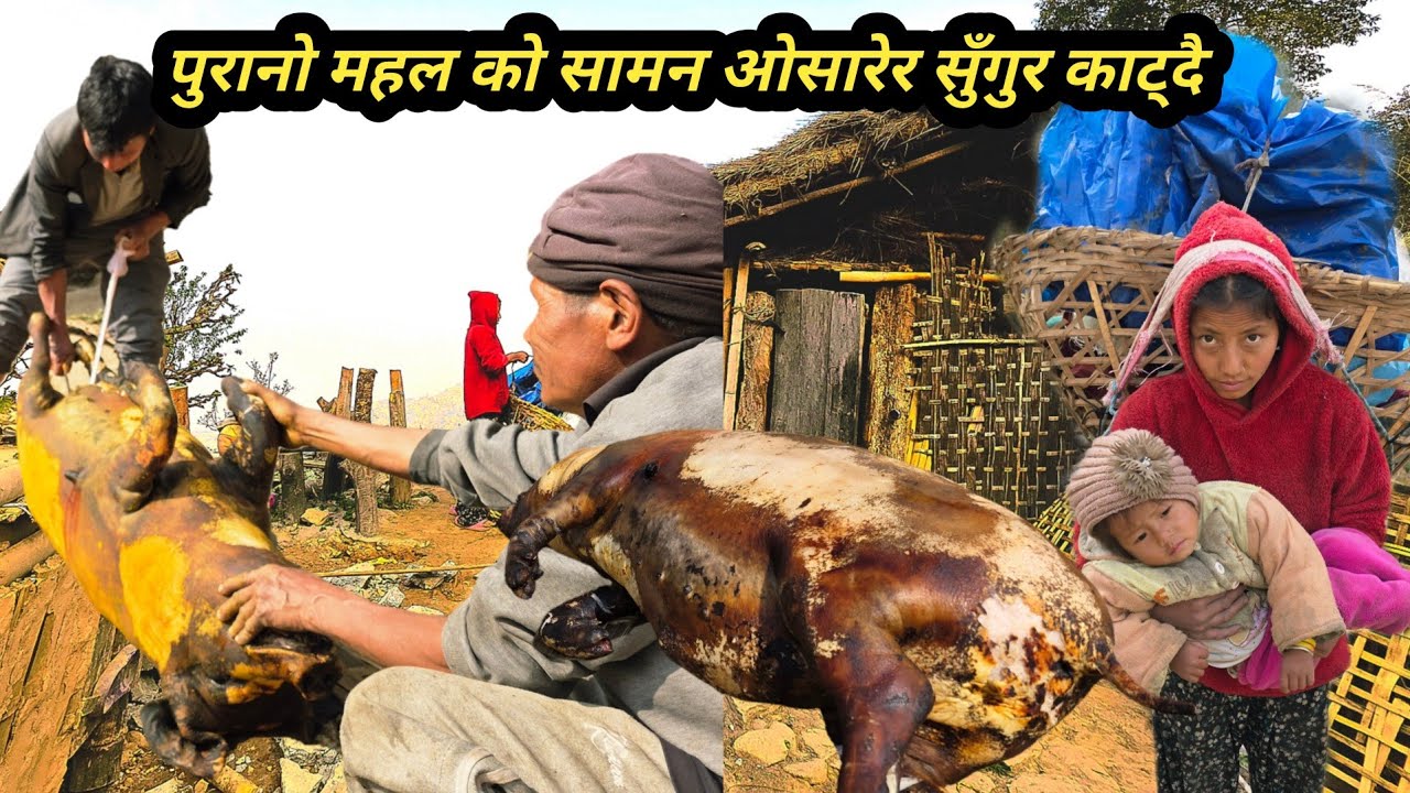पुरानो महल को सामान ओसारेर सुँगुर काट्दै गाउमा पाहुना हरुको लागि #porkcutting #villagelifestyle 