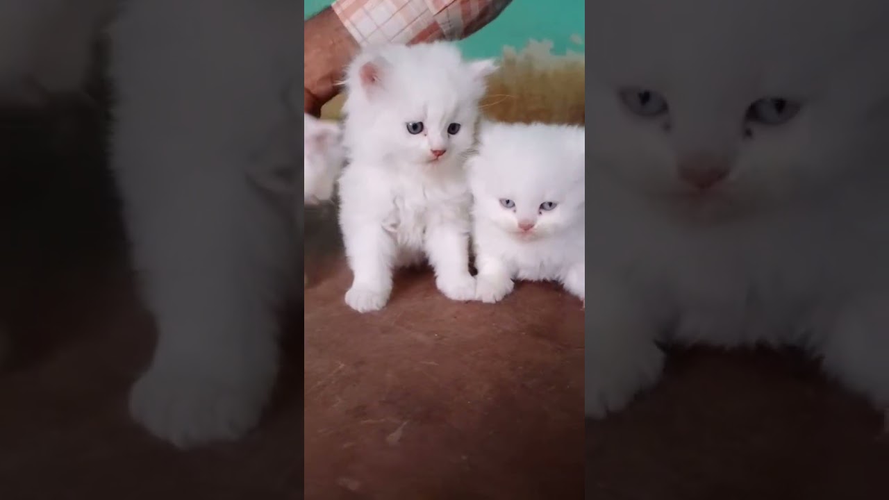 Free Kittens for Adoption ❤️❤️❤️ Contact on Instagram 