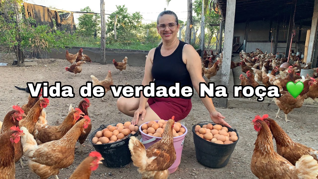 Colheita, Calor e Comida Caseira: Um Dia de Verdade na Roça/Colhe trers balde de ovos