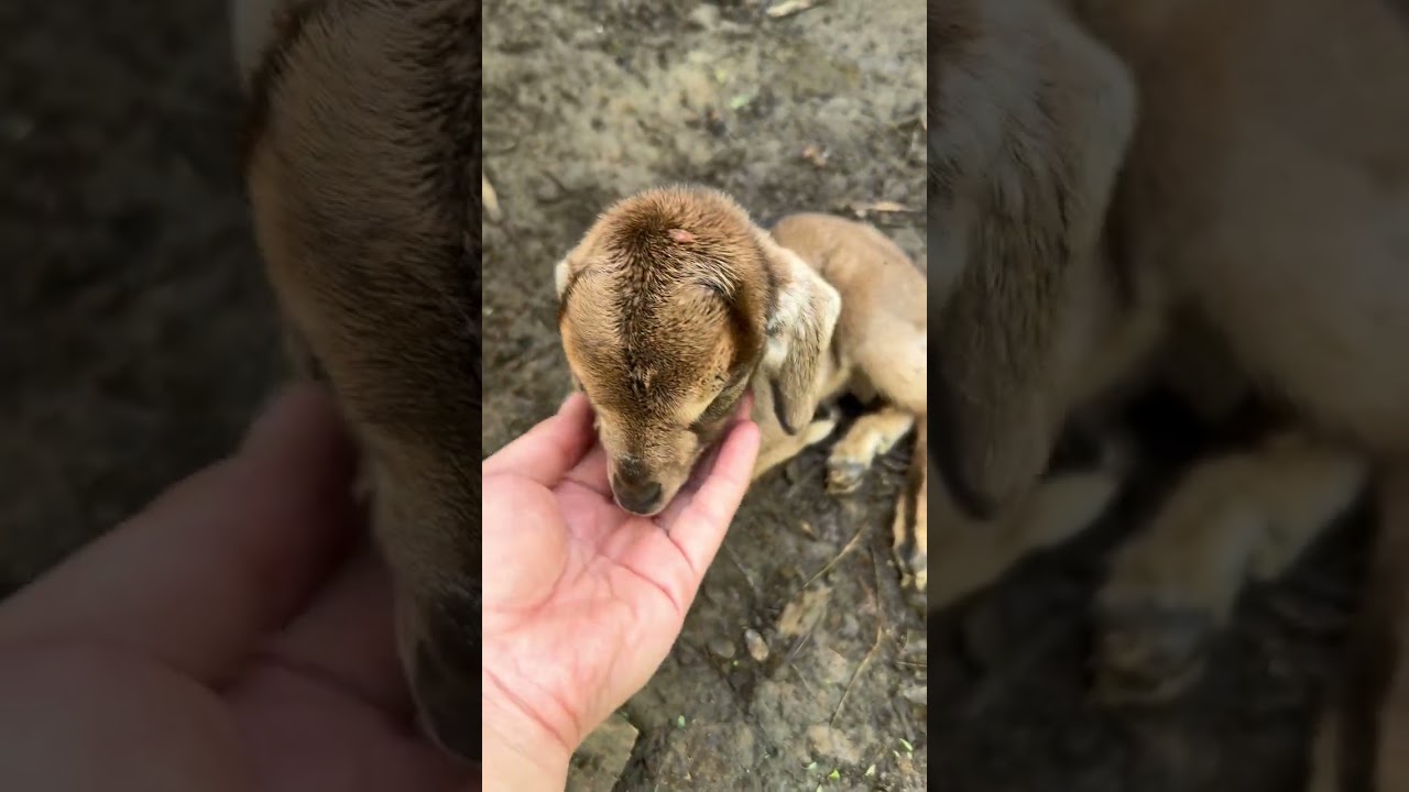 Farm Visit with Twin Kambing
