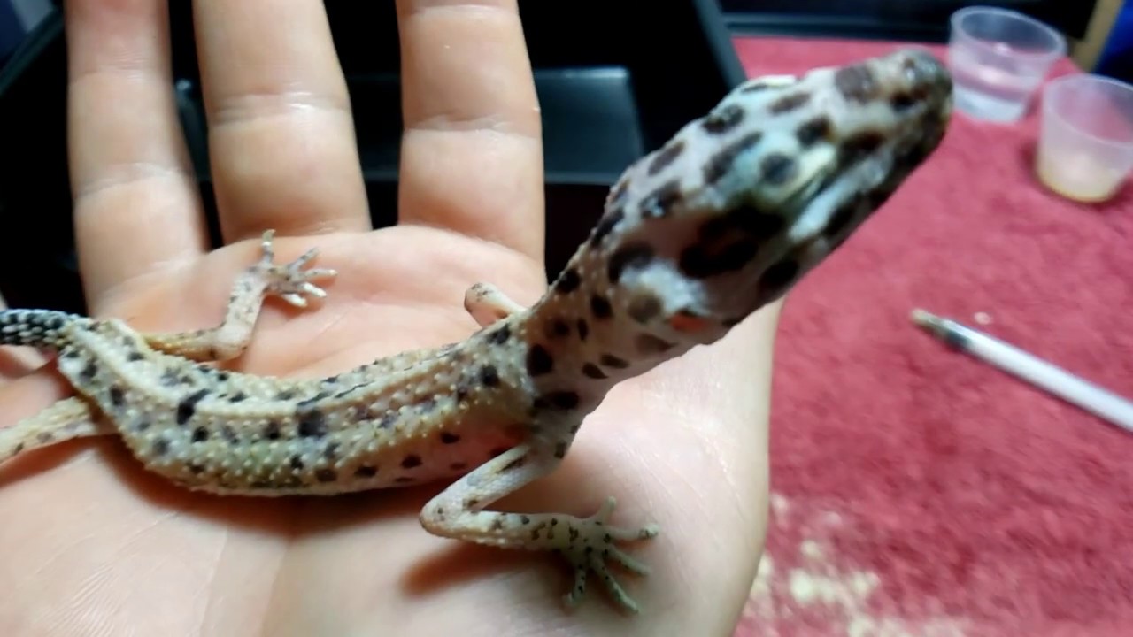 DYING LEOPARD GECKO EMERGENCY RESCUE | SKIN AND BONES STARVED TO DEATH