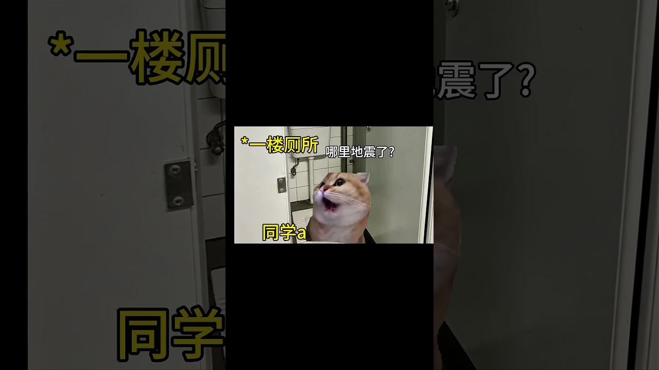 #猫meme