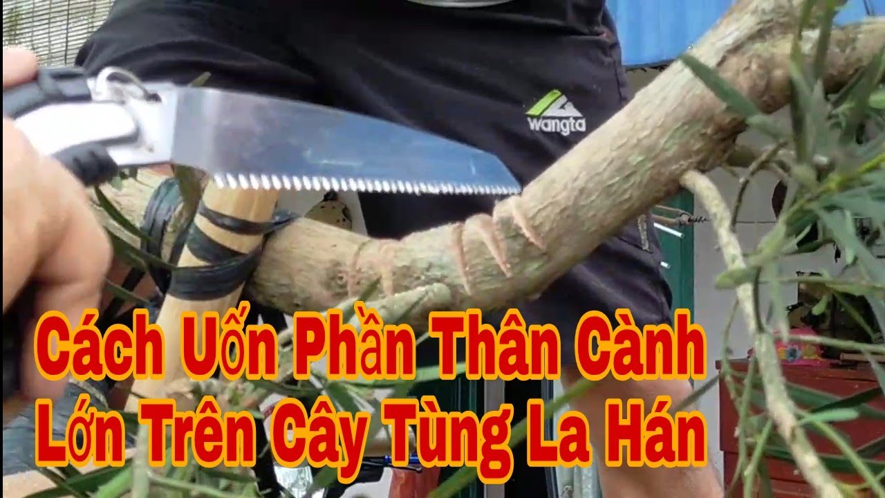 CÁCH UỐN TẠO DÁNG PHẦN THÂN CÀNH LỚN TRÊN CÂY TÙNG LA HÁN SỬ DỤNG KỸ THUẬT VÊ CÀNH
