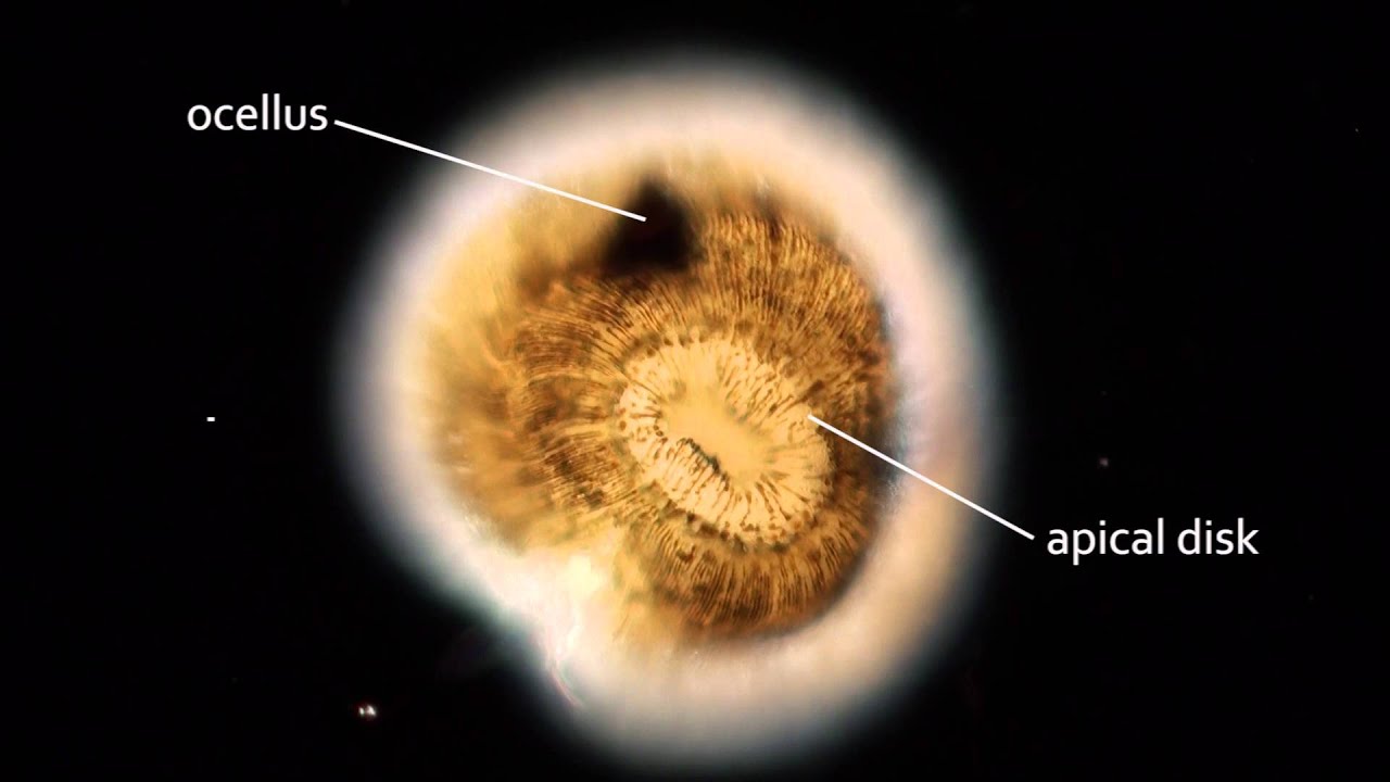 Bugula neritina - the life cycle of a marine bryozoan