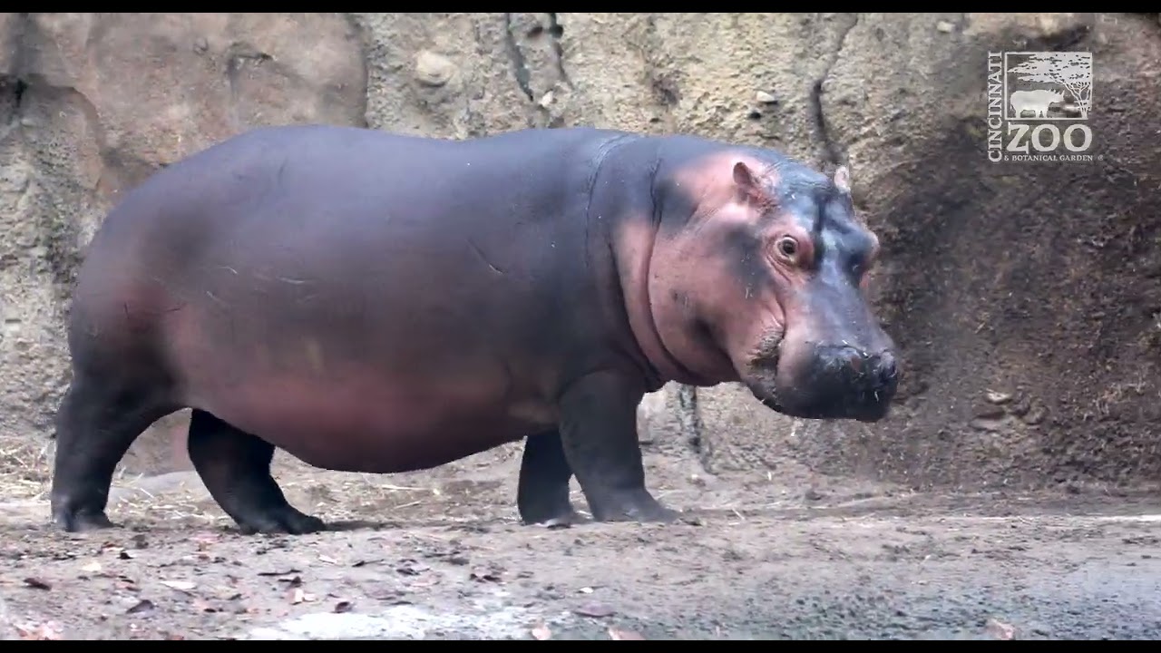 Hippo Fiona Year 7 Highlights - Cincinnati Zoo