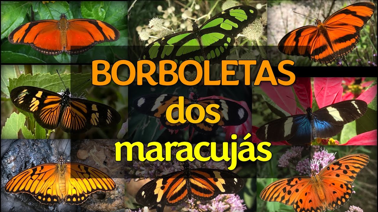 Borboletas dos maracujás