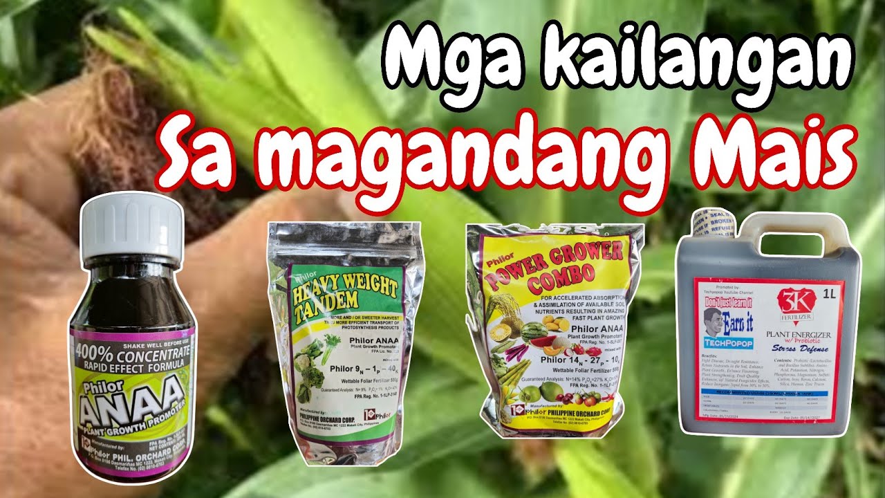Mga Kailangan sa Pag aalaga ng Magandang Mais