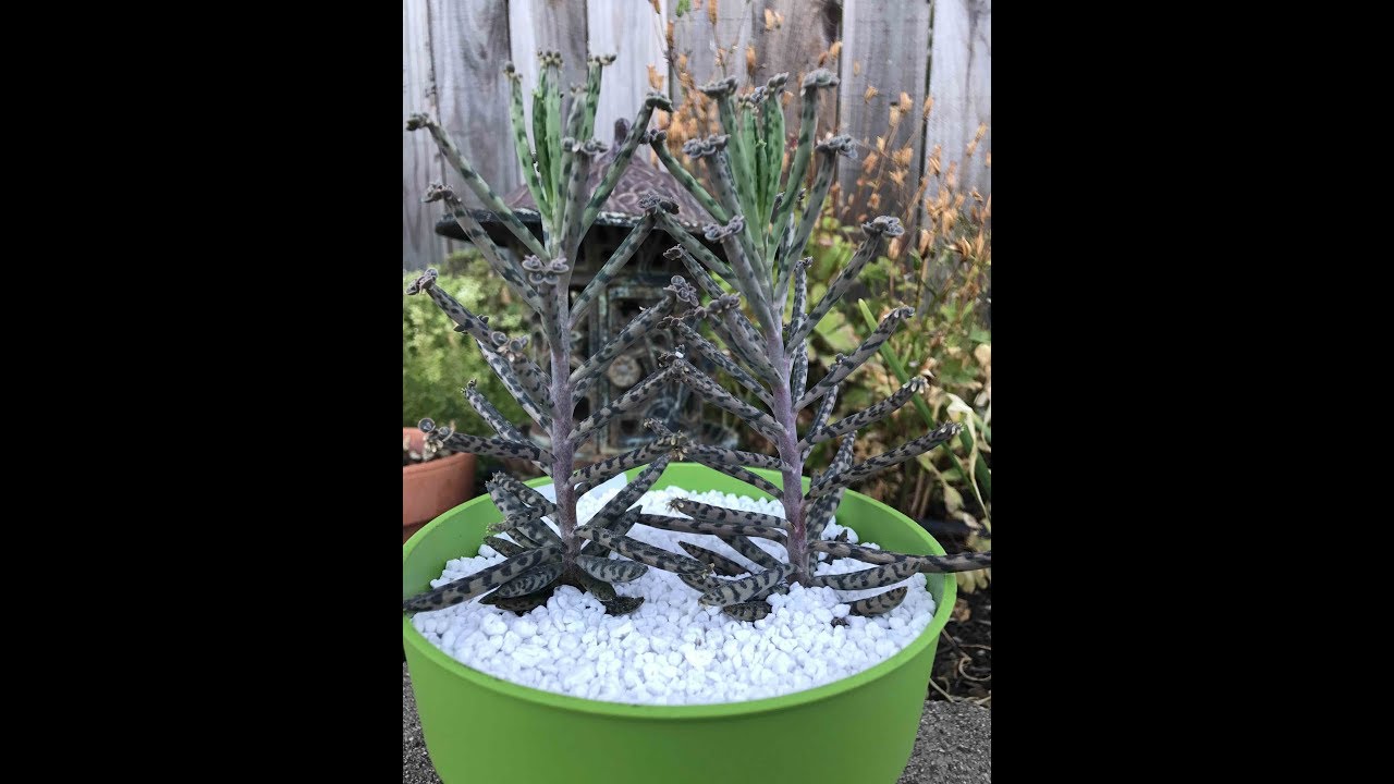 GETTING TO KNOW YOU:  KALANCHOE TUBIFLORA OR MOTHER OF A THOUSAND