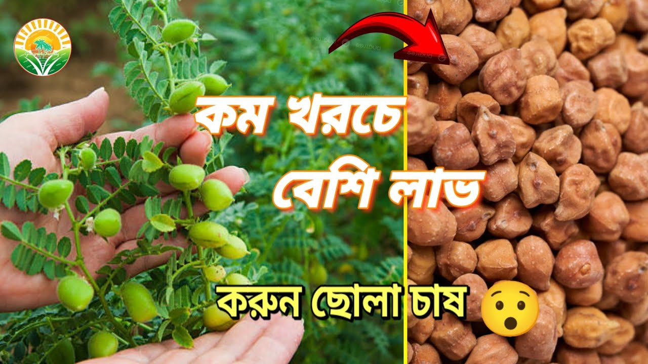 ছোলা চাষ পদ্ধতি ও পরিচর্যা | শীতকালীন ফসল চাষ | Grassroots Farming
