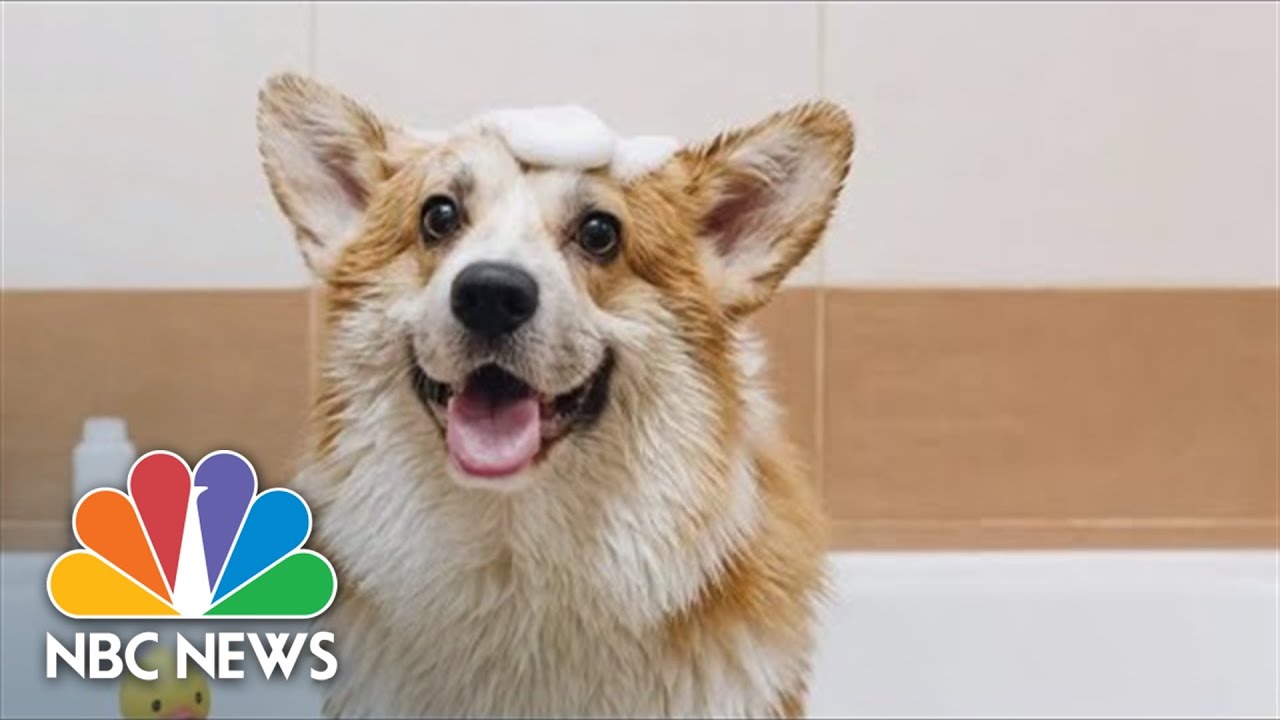 Dog Breed Personality Stereotypes Challenged By New Study