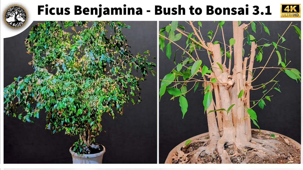 Ficus Benjamina - Bush to Bonsai 3.1