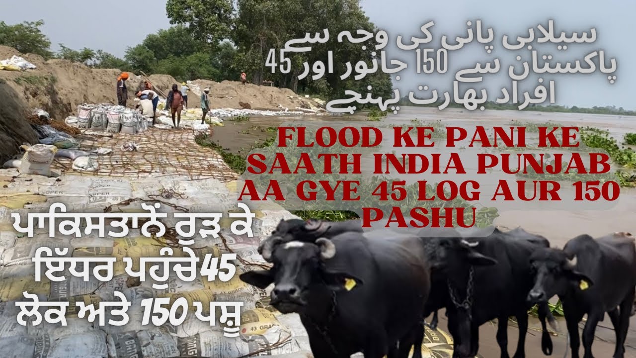 Pakistan ton aa Gye 45 Gujjar te 150 Pashu ਪਾਕਿਸਤਾਨੋਂ ਇੰਡੀਆ ਆ ਗਏ 45 ਗੁੱਜਰ ਅਤੇ 150 ਮੱਝਾਂ