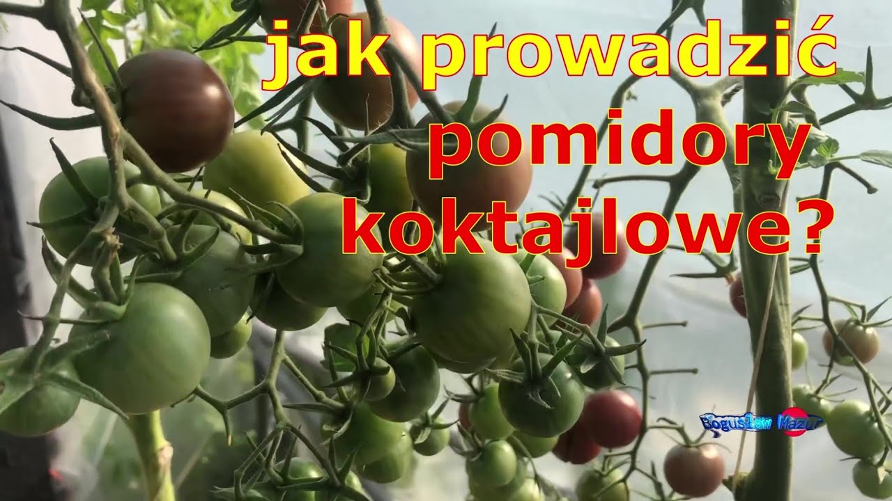 na ile pęd&oacute;w prowadzić pomidory koktajlowe, czy obrywać im wilki