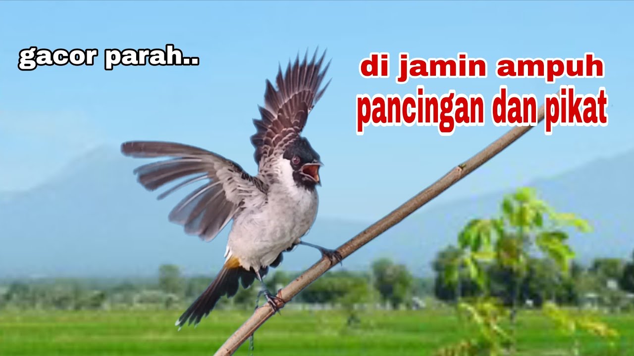 Suara Burung Kutilang Gacor,Efektif Buat Pancingan Dan Pikat | Di Jamin Ampuh
