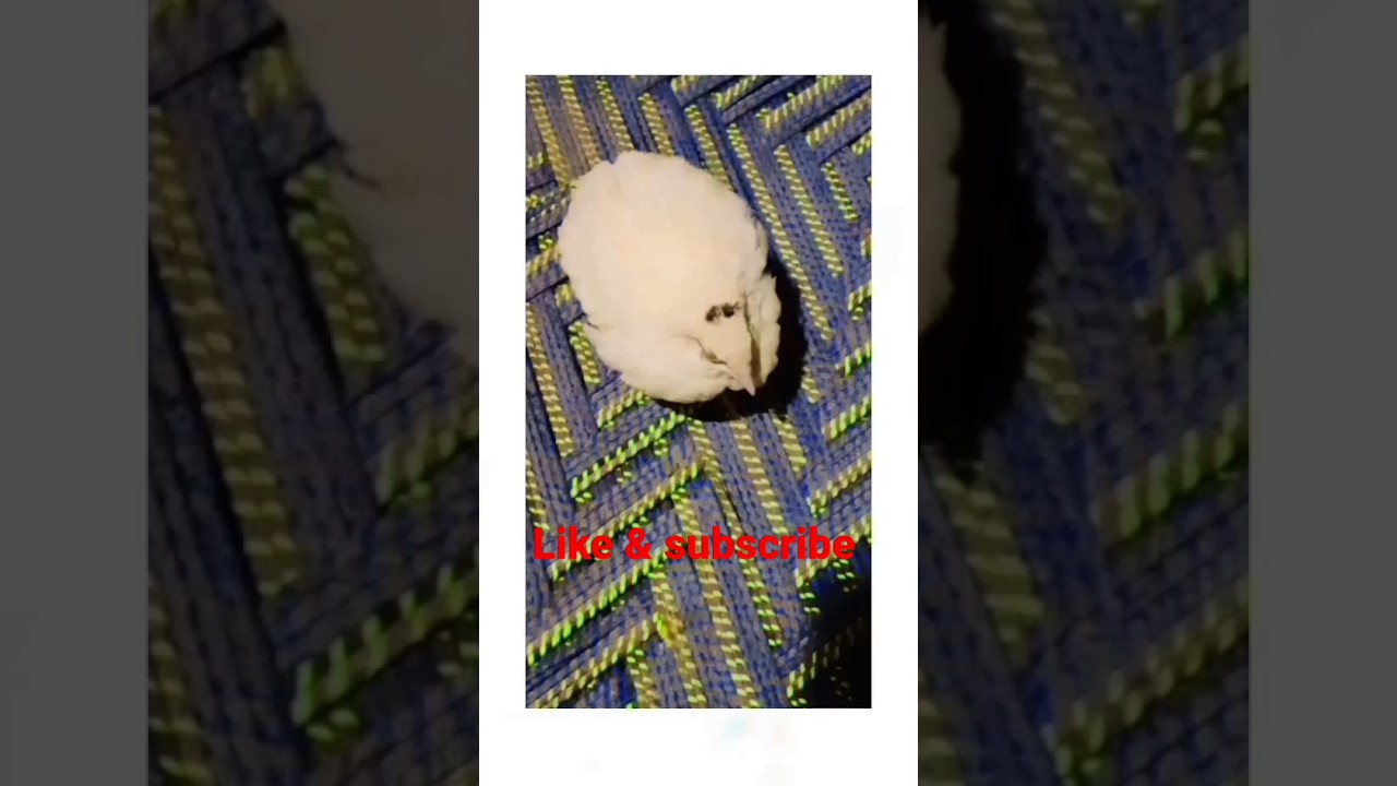 My beautiful fancy quail#shorts#shortsvideo #youtubeshorts #trending #shortsfeed #viralvideo
