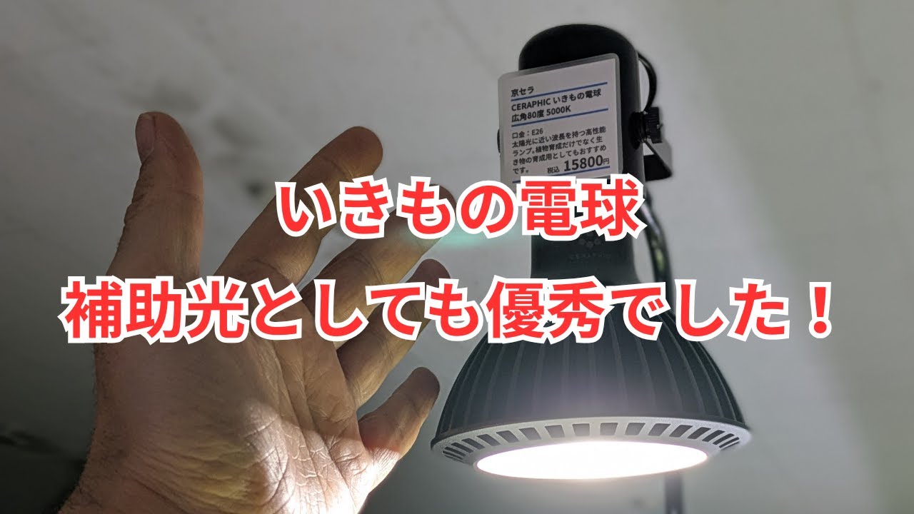 いきもの電球は補助光としても優秀だった話