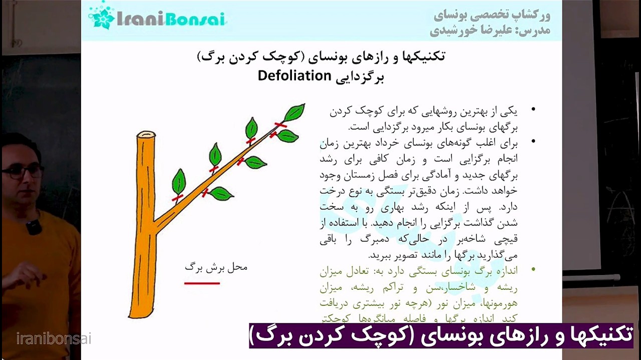 جلسه بیست‌وششم: چرا برگ‌های بونسای من بزرگ می‌شن؟ | آموزش تکنیک کوچک شدن برگ‌ها