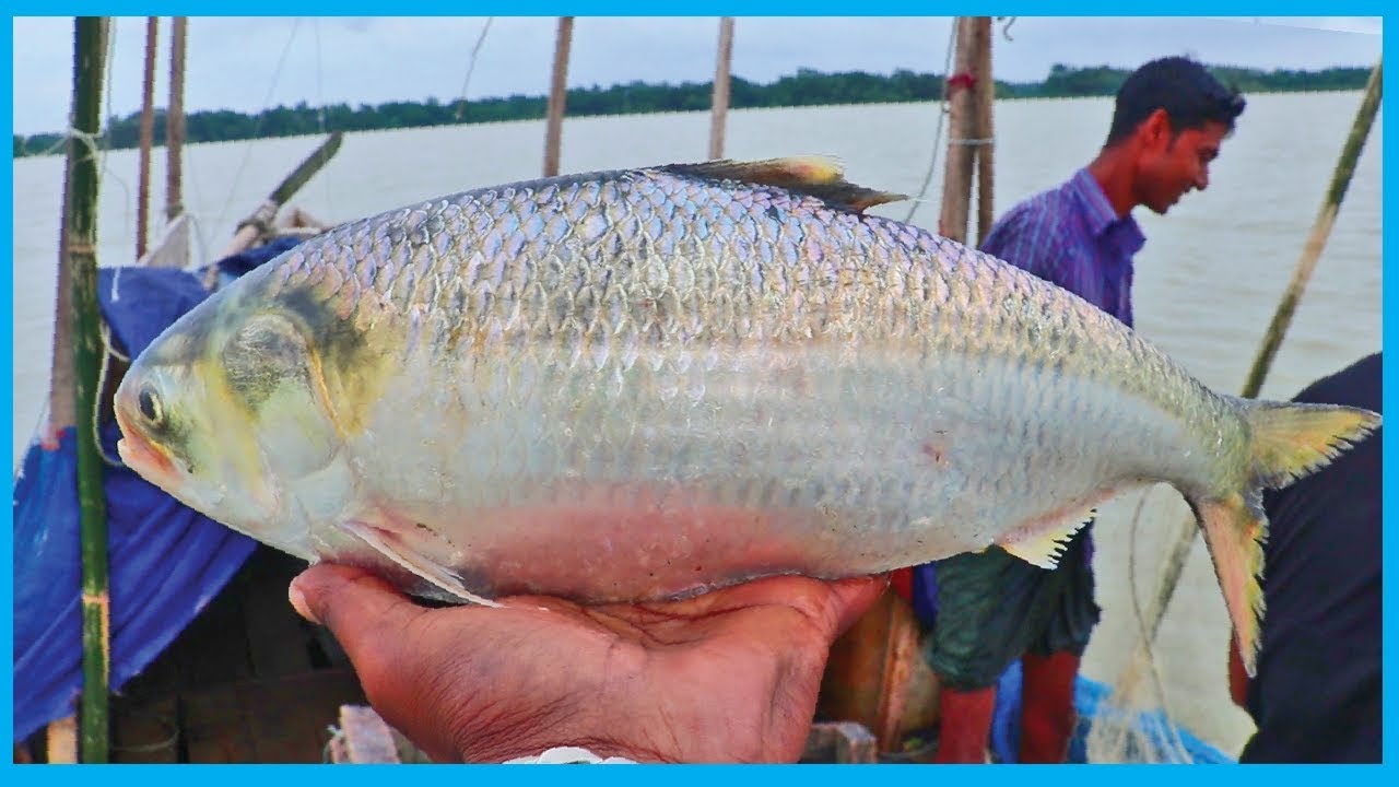 Amazing Fast Hilsa Fishing Skill (PART 80) - Catching Hilsa Fish Big on the River