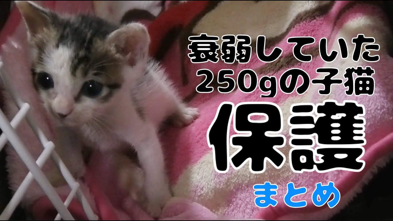 【まとめ1】衰弱していた250ｇの子猫を保護【ご飯をあまり食べない】