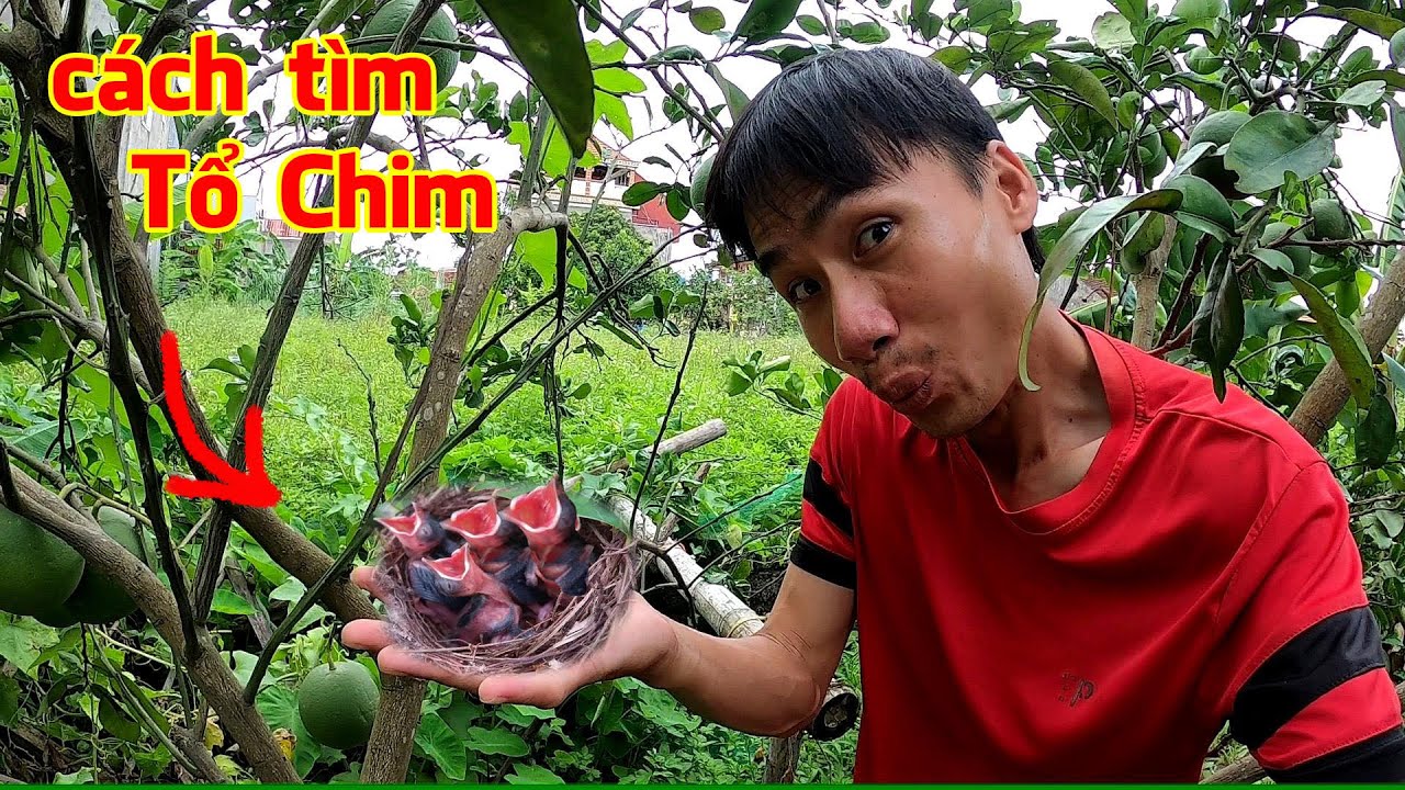 Đi tìm Tổ Chim cuối mùa, cách tìm Tổ Chim đơn giản nhất