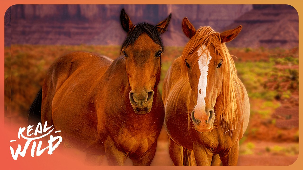How Australia's Wild Horses Survive In Harsh Desert Environments