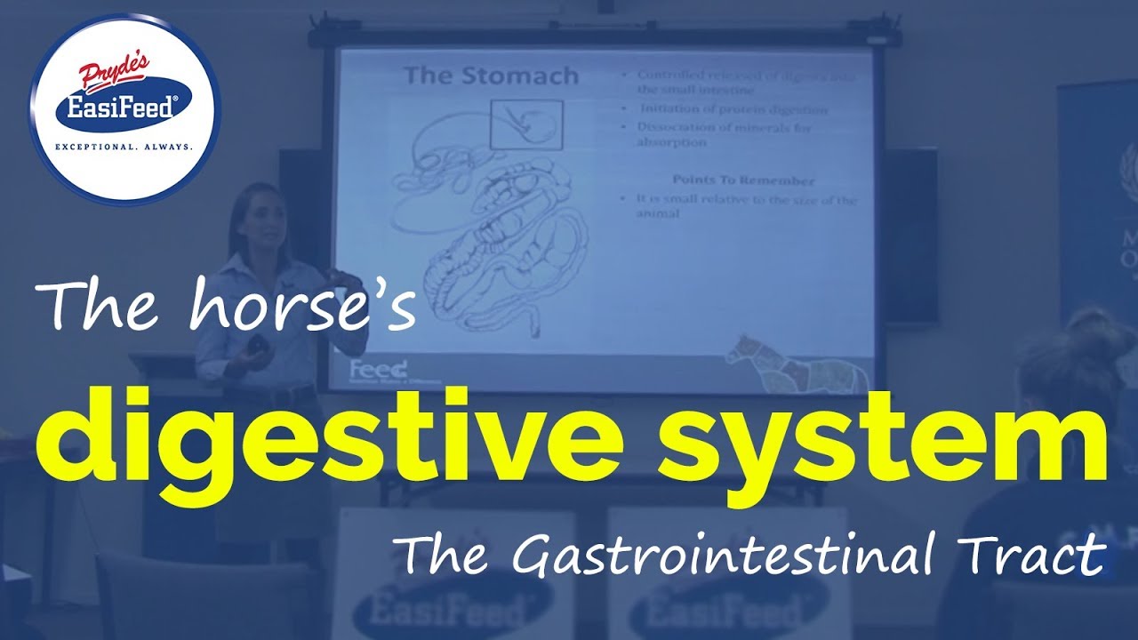 The horse's digestive system - The Gastrointestinal Tract
