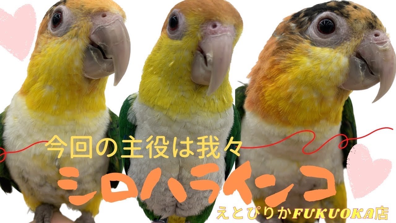 【えとぴりかFUKUOKA】個性いろいろ！【シロハラインコ】