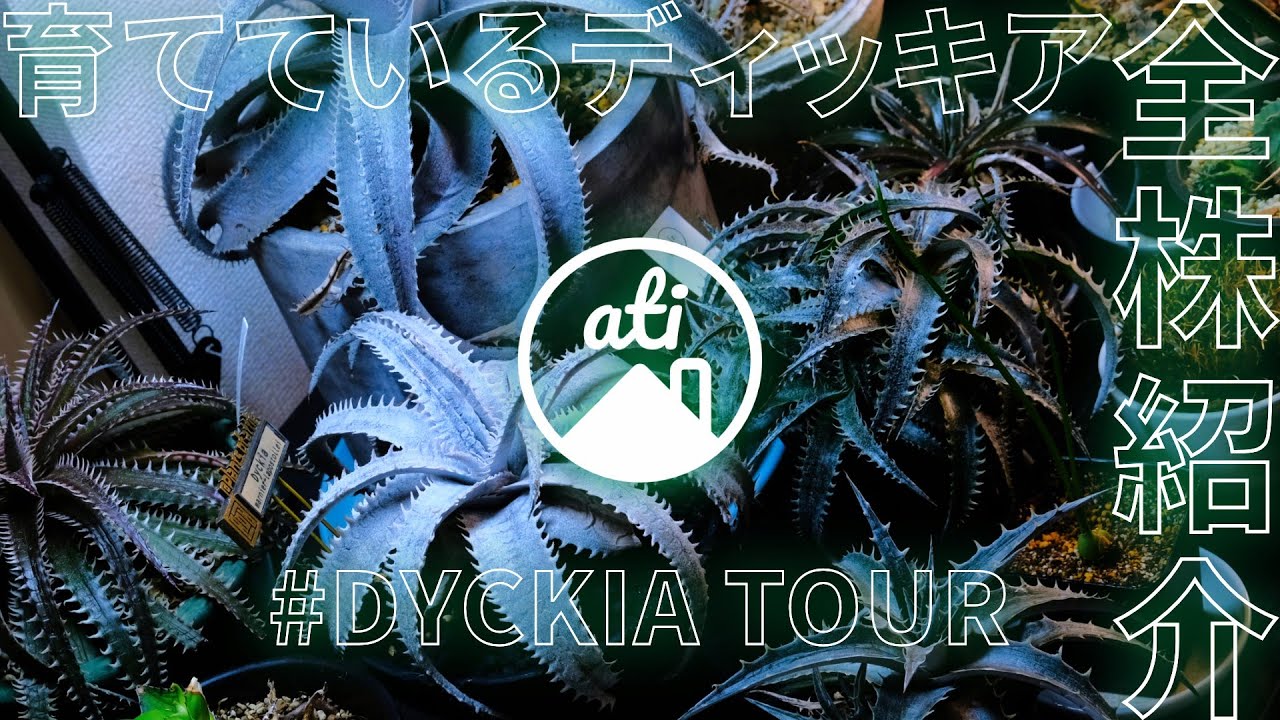 【PLANT TOUR】育てているディッキア全株紹介 #Dyckiatour