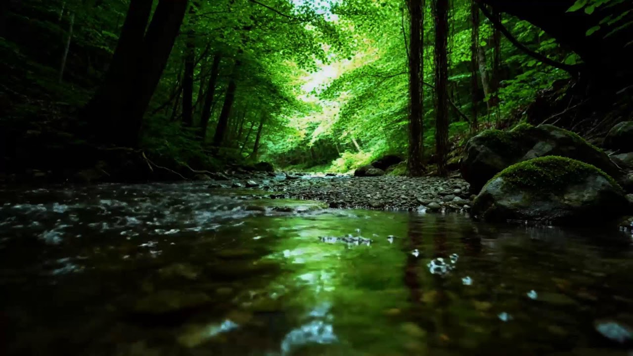 Magical Forest Atmosphere With Flowing Water And Birds | Soothing ASMR For Sleep