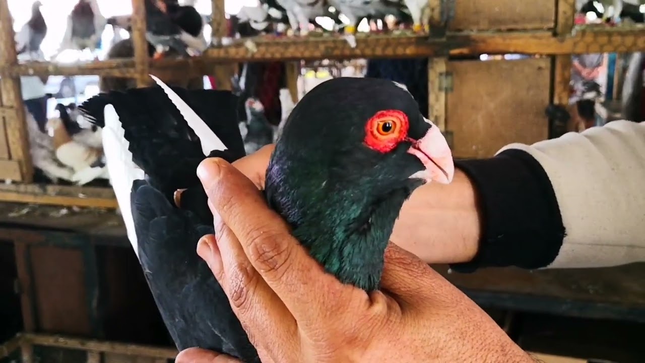 ANTAKYA KUŞ PAZARI - HATAY KUŞ PAZARI