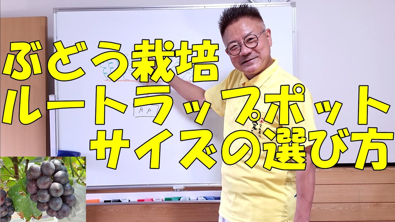 家庭菜園でも出来る葡萄の育て方【ルートラップポットのサイズの選び方】ルートラップポットを用いた根域制限栽培なら家庭菜園でも簡単に大粒ブドウが作れる。お小遣い稼ぎや副業としてもオススメ。