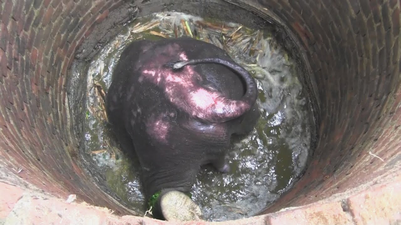 Rescate Milagroso: Mira cómo este Elefante Agotado Escala la Rampa hacia su Libertad