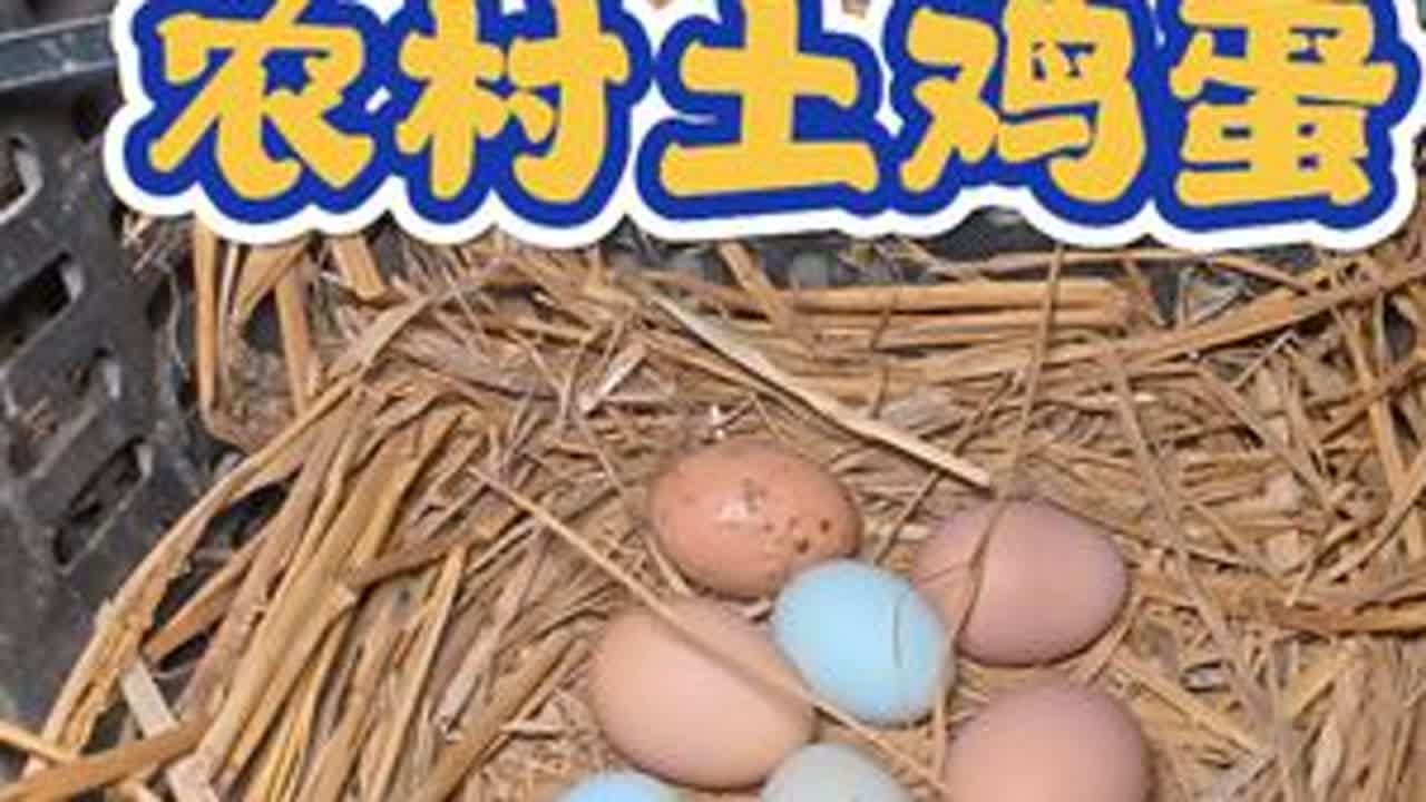 到点啦，捡蛋！#农村土鸡蛋 #捡鸡蛋 #新农人计划 #我的农村生活 #乡村生活