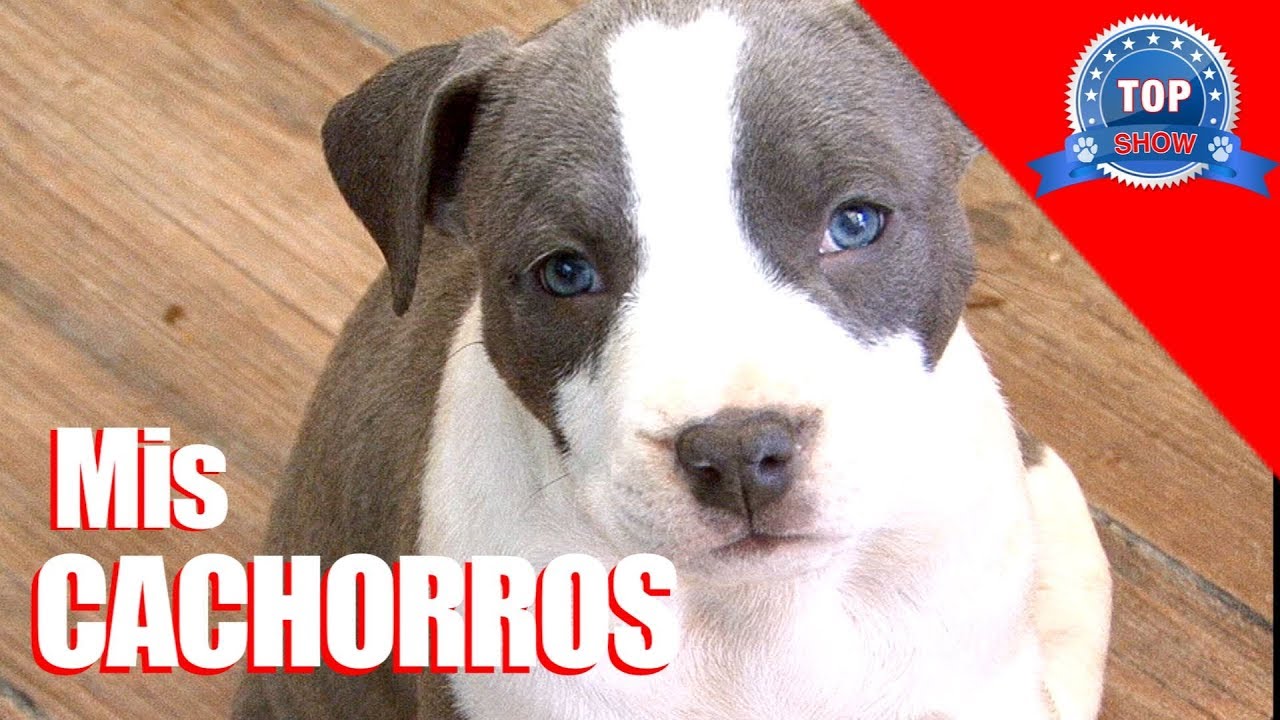 CRIADOR DE AMSTAFF
