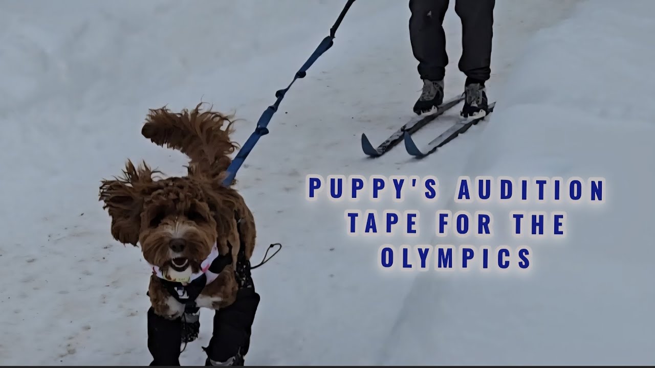 Puppy Ski-Pull Olympics
