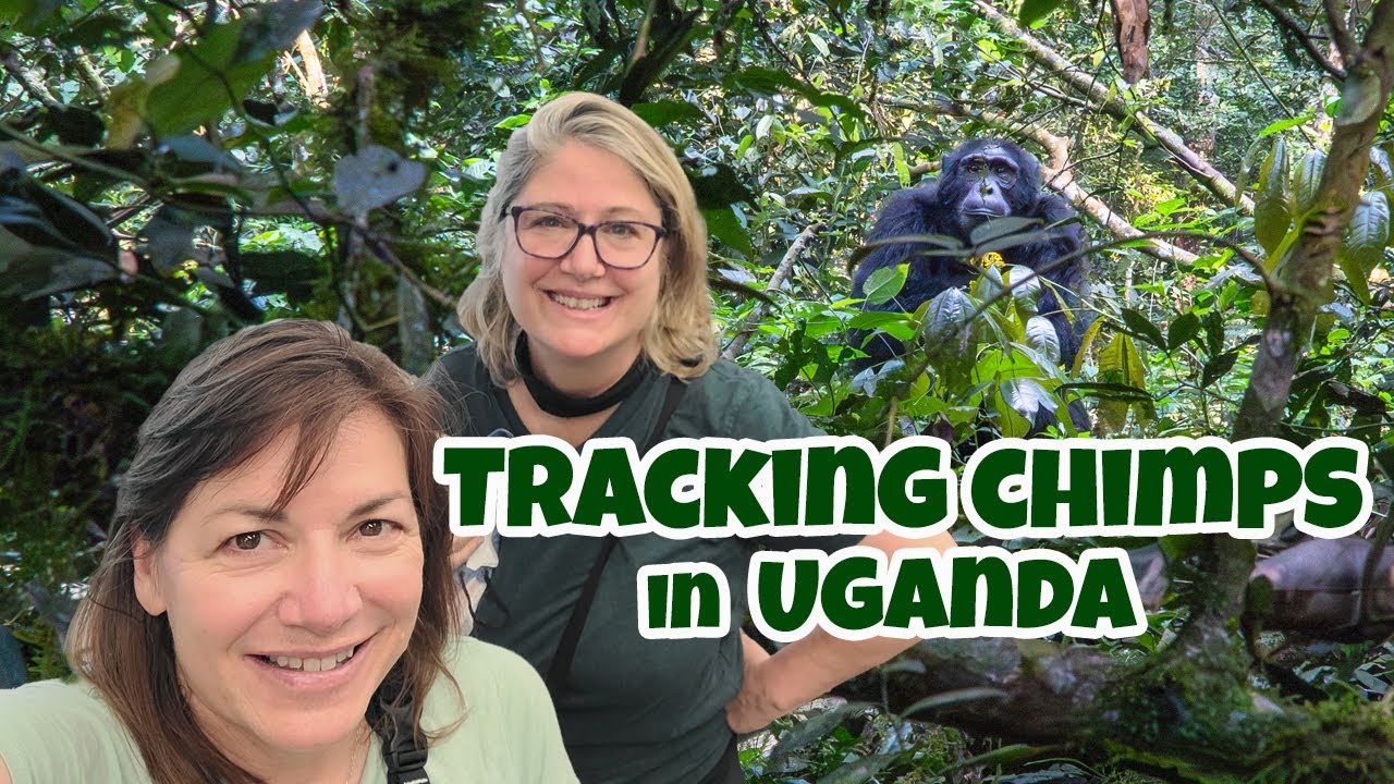 Adventures in Uganda-Episode 1: Tracking chimpanzees in Kibale