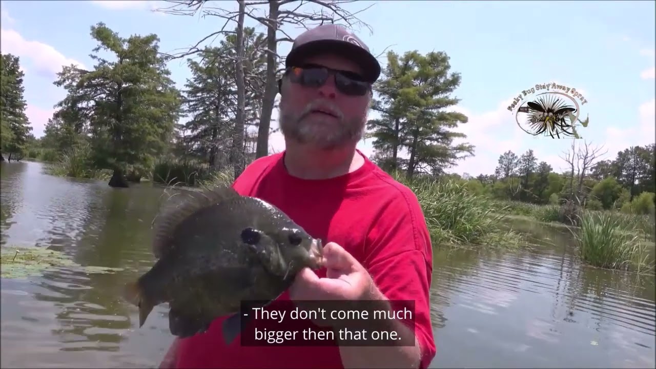 SUMMERTIME BEDDING BREAM ON SANTEE COOPER