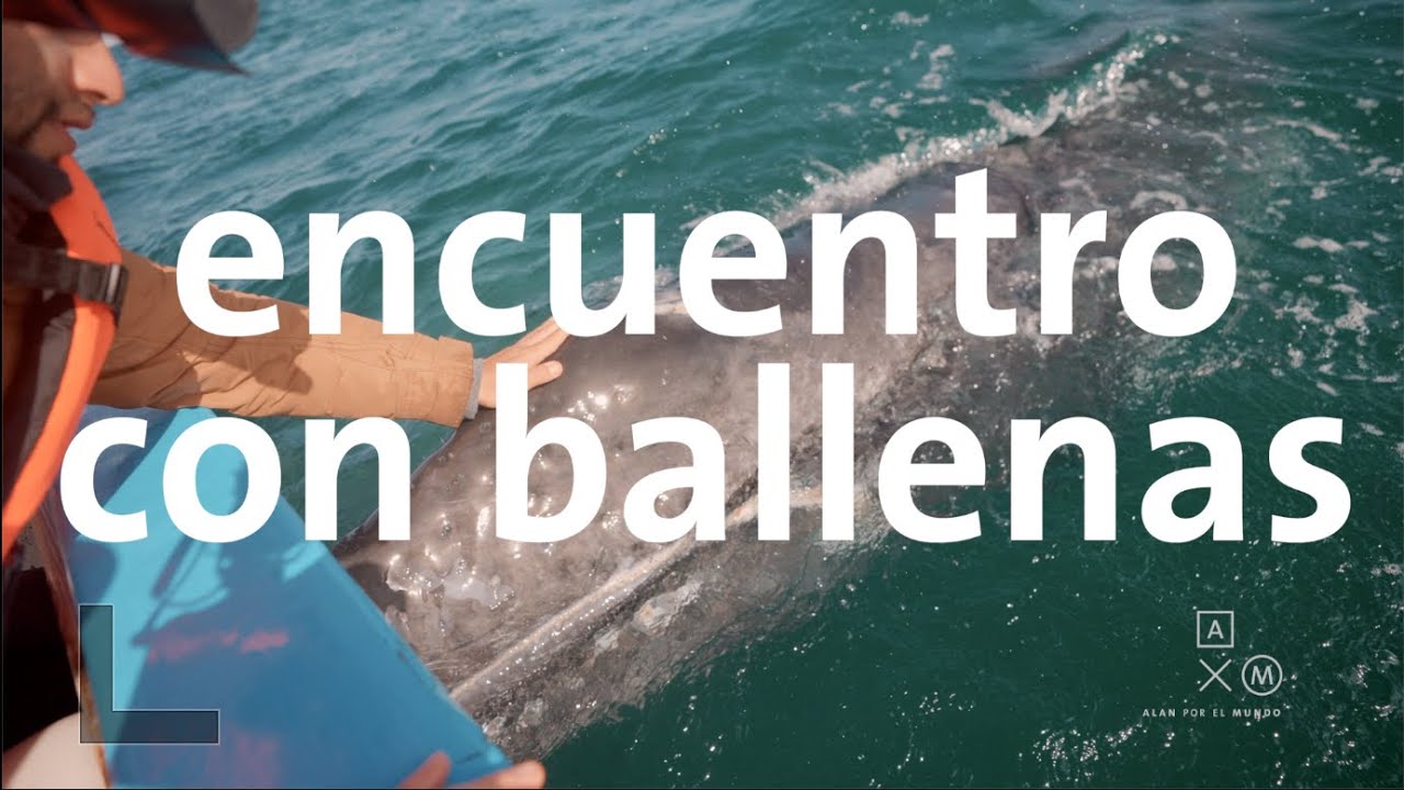 Encuentro cercano con ballenas 4k | Baja trip #9 Alan por el mundo