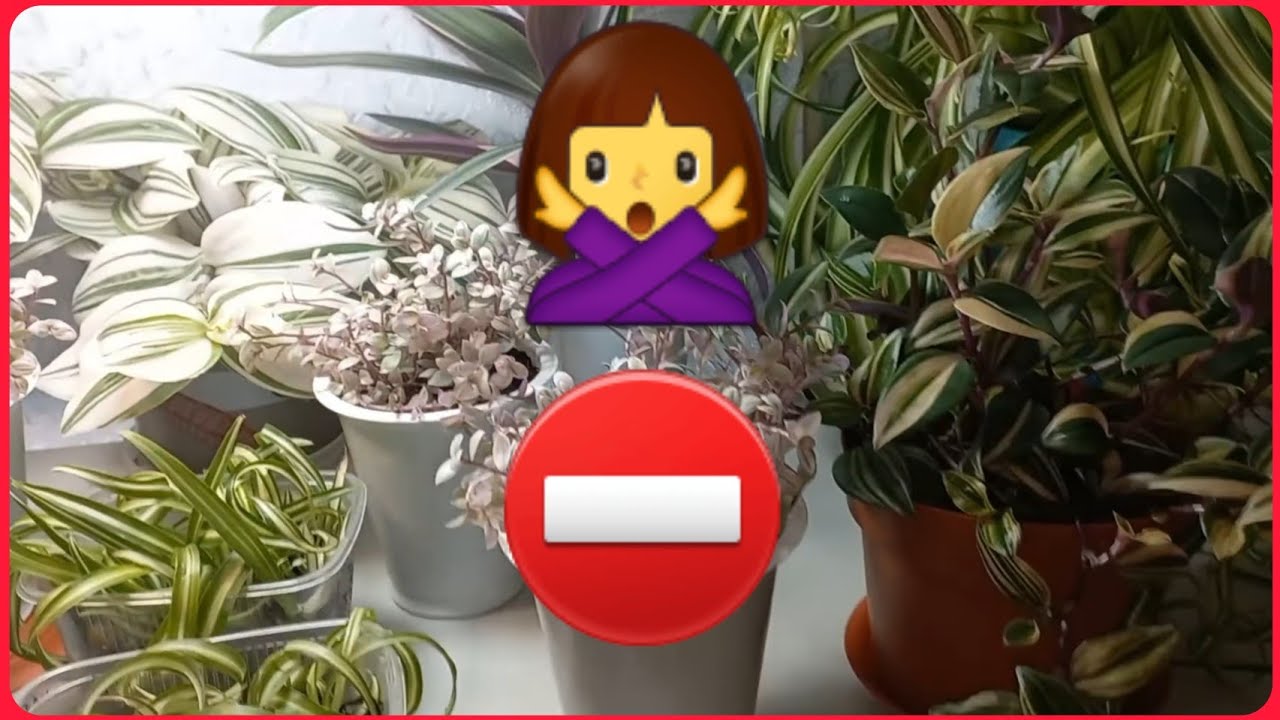 С меня хватит🤷‍♀️РАСТЕНИЯ отправляются в новый дом🌱 С кем расстаюсь🌸Комнатные растения🌱Цветы🌸Уход