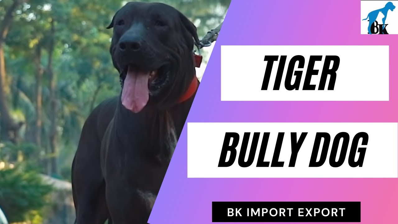 Tiger Bully Dog ||DELHI ||