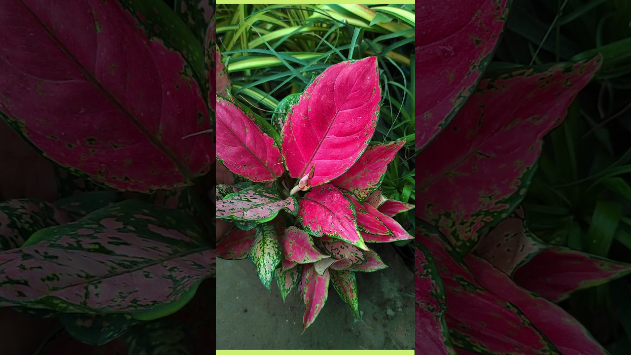 How to get more shoots in Aglaonema? #aglaonima #aglaonimabushy #plantinfo #plantinfo_in #garden