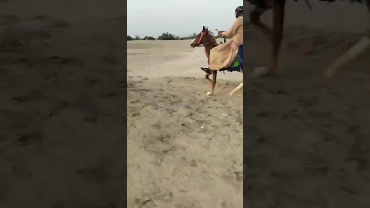 One of best single footer filly balochi breed #balochihorses #sindhihorses #pakistan #singlefooter