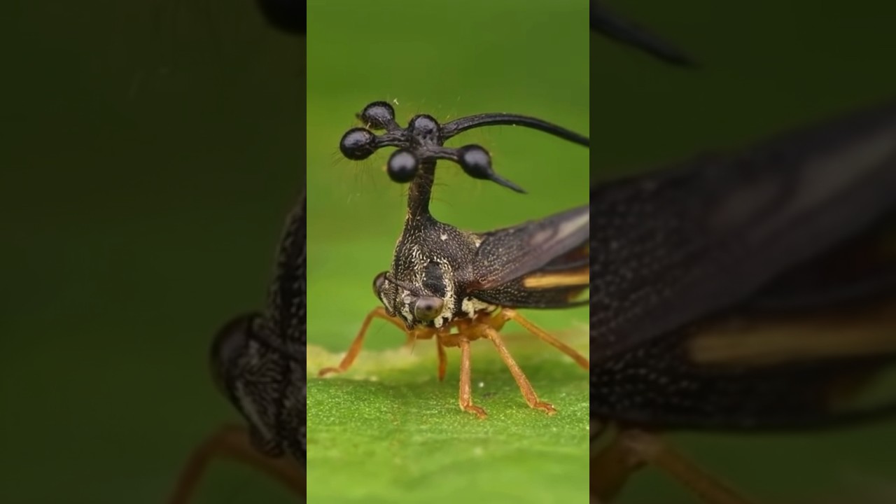 Saltamontes brasile&ntilde;o. Insecto MUY raro #saltamontes #insectos
